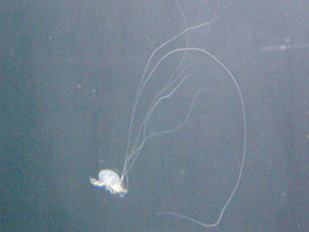 Фото Медуза амакуза