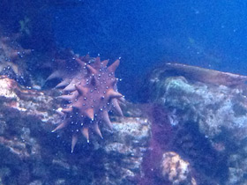 Фото Дальневосточный трепанг