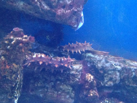 Фото Дальневосточный трепанг