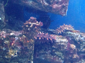 Фото Дальневосточный трепанг