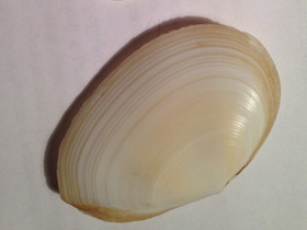 Смотреть фото Синдесмии Фото Синдесмии