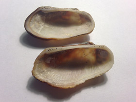 Смотреть фото Barbatia barbata Фото Barbatia barbata