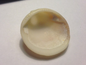 Смотреть фото Глицимериды Фото Глицимериды