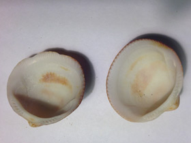 Смотреть фото Глицимериды Фото Глицимериды