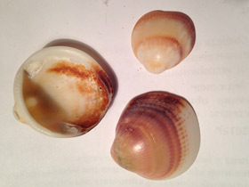 Смотреть фото Глицимериды Фото Глицимериды