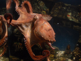 Смотреть фото Осьминог Дофлейна Фото Осьминог Дофлейна