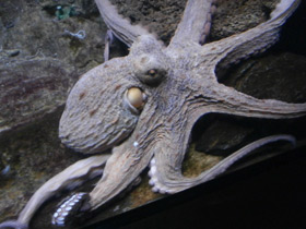 Смотреть фото Обыкновенный осьминог Фото Обыкновенный осьминог