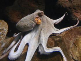 Смотреть фото Обыкновенный осьминог Фото Обыкновенный осьминог