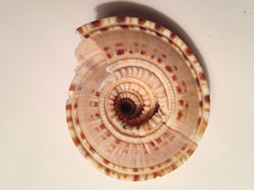 Смотреть фото Архитектонициды Фото Архитектонициды