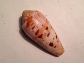 Фото Обрезанный конус