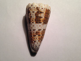 Фото Императорский конус