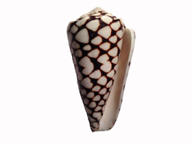 Фото Мраморный конус