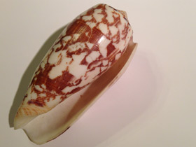 Смотреть фото Струйчатый конус Фото Струйчатый конус