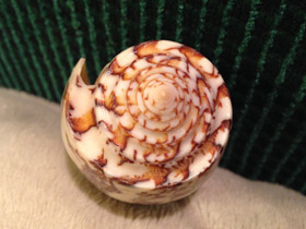 Смотреть фото Струйчатый конус Фото Струйчатый конус