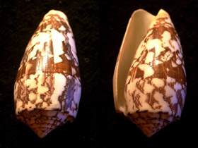 Смотреть фото Струйчатый конус Фото Струйчатый конус