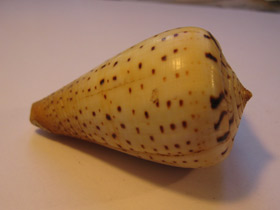 Фото Берёзовый конус