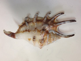 Смотреть фото Обыкновенный лямбис Фото Обыкновенный лямбис