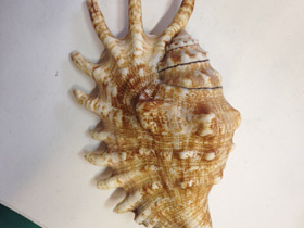 Смотреть фото Лямбис многоножка Фото Лямбис многоножка