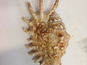 Смотреть фото Лямбис многоножка Фото Лямбис многоножка