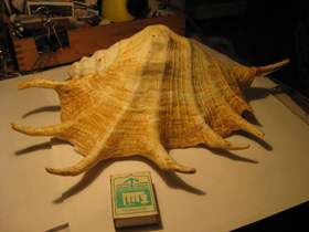 Смотреть фото Гигантский лямбис Фото Гигантский лямбис