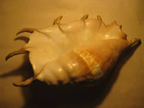 Смотреть фото Гигантский лямбис Фото Гигантский лямбис