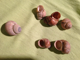 Смотреть фото Литорины Фото Литорины