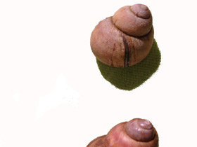 Смотреть фото Литорины Фото Литорины