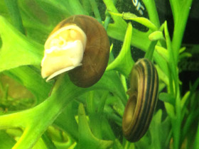 Смотреть фото Роговая мариса Фото Роговая мариса