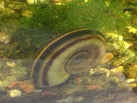 Смотреть фото Роговая мариса Фото Роговая мариса