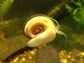 Смотреть фото Роговая мариса Фото Роговая мариса