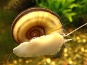 Смотреть фото Роговая мариса Фото Роговая мариса