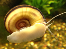 Смотреть фото Роговая мариса Фото Роговая мариса