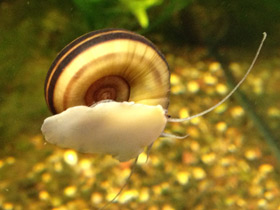 Смотреть фото Роговая мариса Фото Роговая мариса