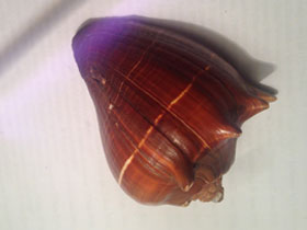 Смотреть фото Мелонгениды Фото Мелонгениды