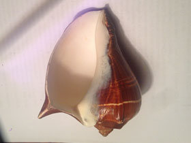 Смотреть фото Мелонгениды Фото Мелонгениды