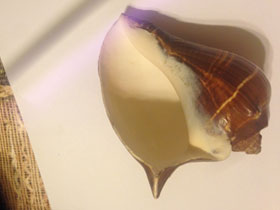 Смотреть фото Мелонгениды Фото Мелонгениды