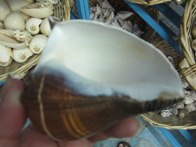 Смотреть фото Мелонгениды Фото Мелонгениды