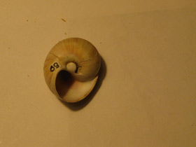 Смотреть фото Натициды Фото Натициды