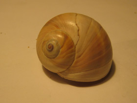 Смотреть фото Натициды Фото Натициды