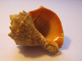 Смотреть фото Рапановые Фото Рапановые