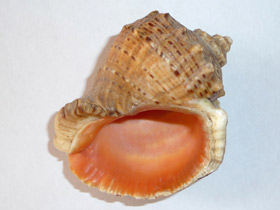 Смотреть фото Рапановые Фото Рапановые