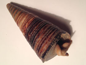 Смотреть фото Поматииды Фото Поматииды