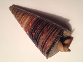 Смотреть фото Поматииды Фото Поматииды