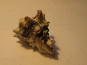 Смотреть фото Турбинеллиды Фото Турбинеллиды