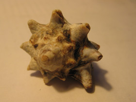 Смотреть фото Турбинеллиды Фото Турбинеллиды