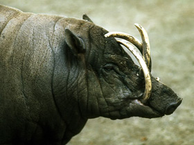 Смотреть фото Бабируса Фото Бабируса