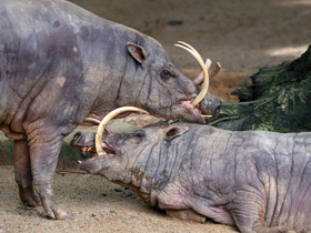 Смотреть фото Бабируса Фото Бабируса