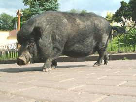 Смотреть фото Интересные факты о млекопитающих Фото Интересные факты о млекопитающих