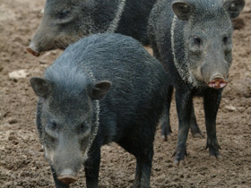 Фото Ошейниковый пекари
