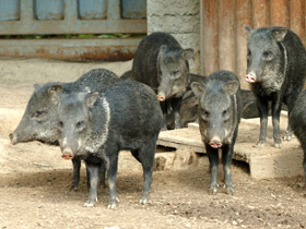 Фото Ошейниковый пекари